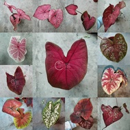 TKL - Rare Species Caladium Thai Hybrid - Part 1🌿 Kain Buruk/Peppermint