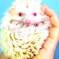 READY LAMIN LANDAK MINI ALBINO ANAKAN - BETINA YUK DI ORDER