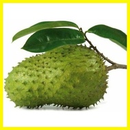 ♂ ∏ ㍿ Guyabano Soursop Seeds 10seeds