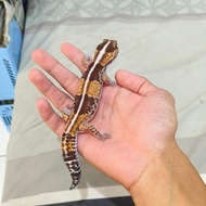 Gecko AFT (African Fat Tailed)
