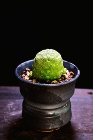 #246 凝蹄玉　Pseudolithos / 塊根植物 Caudex / 龜甲龍、索馬里葡萄甕、念珠橄欖都有賣