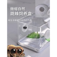 Jumping Spider Breeding Box Florida Jumping Spider Breeding Box Spider Breeding Box Buddha Jumping B