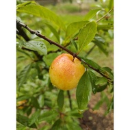 Anak pokok Yellow Plum / Plum Kuning / Plum / Yellow Honey plum