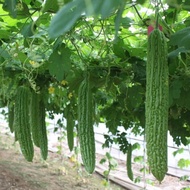 M&A PHC (15 seeds) Bitter Gourd Seeds Long Variety Ampalaya Seeds Momordica Charantia Seeds Plant