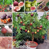 *ขายเมล็ดพันธุ์/ประเทศไทยพร้อมสต็อก* 150 เมล็ด เมล็ดมะเดื่อ Fig Seeds for Planting Tropical Ficus Carica Seed Fruit Seeds ต้นไม้แคระ พันธุ์ไม้ผล เมล็ดบอนสี ต้นพันธุ์ผลไม้ ต้นไม้ผลกินได้ พันธุ์ไม้ดอก พันธุ์ไม้ผล ต้นไม้ฟอกอากาศ ต้นไม้มงคล เมล็ดพันธุ์ผัก