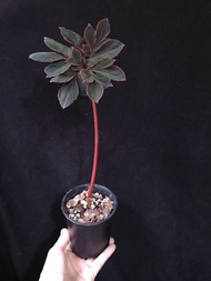 巫葉百合 /紫邊黑葉魔芋 (Amorphophallus atroviridis) 粉紅色邊 泰國 塊莖 植物 天南星科 神秘的黑色系葉片 盆栽 奇花異草 小眾植物【實拍。只此一盆】