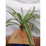 Pokok ubi kala kaca, pokok hiasan dalam rumah, dalam pasu & polybag (pokok renik /hiasan)