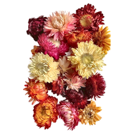 A-ONE 匯旺 乾燥花  A15 麥桿菊花