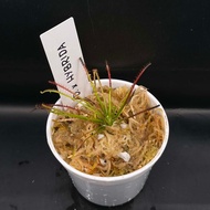 Drosera x Hybrida (Sundew)