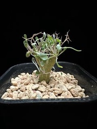 黑鬼殿-服盆已醒-出葉菊科厚敦菊屬—冬型種—有根 caudex plant 塊根多肉植物仙人掌 仙人球 刺 agave 龍舌蘭
