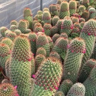 Real Succulent Moon Cactus Multi Indoor Anti-Radiation Formaldehyde Absorbing Easy to Grow Beautiful