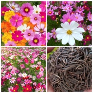 100pcs Mixed Cosmos Flower Seeds Garden Flower Plant Bonsai Seed Air Plant Ornamental Plants Biji Be