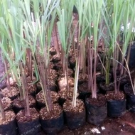Tanaman Herbal Sereh MerahSerai Bambu-Sere Merah-Pohon Bibit Serai
