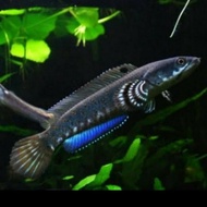 hiasan akuarium ikan channa blue pulchra 15cm16cm