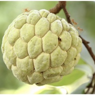 Custard Apple Seeds The sugar-apple or sweet-sop is the fruit of Annona squamosa