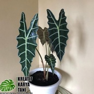 Tanaman hias keladi amazon - Keladi tengkorak - Caladium amazon