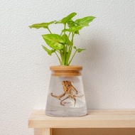 金玉合果芋 三角水耕盆栽 室內植物 觀葉植物 禮物 水培