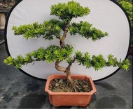 羅漢松喜陽風水招財進寶綠植盆栽植物露台庭院公園綠地景觀設計