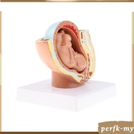 [PerfkMY] 9th Month Fetus/Foetus   Models Human Fetal Development Model Lab Supplies Educative