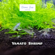 【Ocean Zone】Yamato Amano Shrimp – 1pc / 2pcs / 3pcs / 5pcs (Algae Shrimp)