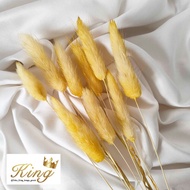Dried Candy Colour Lagurus Rabbit/ Bunny Tail Cream White Bunga Kering - YELLOW