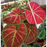 Caladium Tembikai...