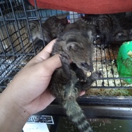 musang rase baby