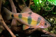 Clown Barb/Barbodes Dunckeri/Ornamental fish/Freshwater/Readystock