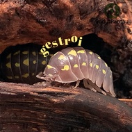 Armadillidium gestroi isopods