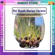 🔥Ready Stock🔥 Bowl Lotus Seed Water Lily Mix Flower Seeds Bonsai Pot Garden Plant Dwarf Benih Lotus