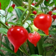 20PCS Benih Cili ■ 007-BIQUINHO/CHUPENTIHO RED/ Chili pepper seeds