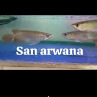 Ikan super red ikan arwana super red murah minus