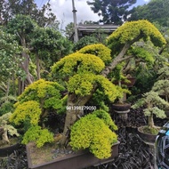 Best Seller Tanaman Hias Legistrum - Bonsai Legistrum Produk Terjamin