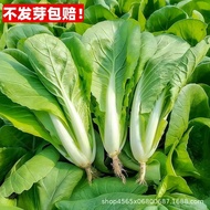 Creamy Cabbage Seeds Four Seasons Cabbage Heat-Resistant Early Cooked Instant Raw Small Cabbage Seed