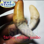 taring macan jumbo bonus tali kalung// taring bahan tulang asli