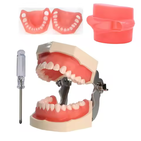Dental Typodont Teeth Model 28 Removable Teeth Compatible with Nissin Detachable with a Screwdriver 