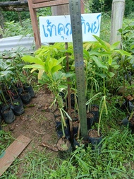 มะม่วงเจ้าคุณทิพย์ ต้นเสียบยอด