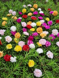 Bunga Krokot Merah Tumpuk Portulaca Bunga Hias Bunga Krokot Import Termurah