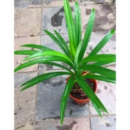 Pandan Leaves Plant/ Pokok Daun Pandan