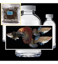 TRIO Red Dragon Big Ear Bonus Pakan Pelet Guppy 10 Gram