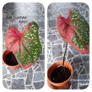 Keladi cat tumpah , caladium red beret