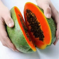 Ready Stock Fast Shipping Papaya Seeds Papaya Seeds Fruit Seeds Flower Seeds Flower Seeds Flower See