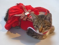 Kalung Kucing | Baju Kucing Anjing - Kalung Harness Anjing Kucing -