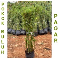 Pokok buluh pagar thai / Pokok buluh Pelenting thai murah / Buluh pagar