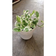 Money Plant NJoy Pothos 白金葛