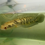 IKAN HIAS CHANNA YELLOW SENTARUM RED EYES SEMI SHORT BODY / MARU YS