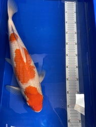 Ikan Koi Import Kohaku 45cm Dainichi Koi Farm