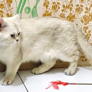 Kucing bsh silver jantan