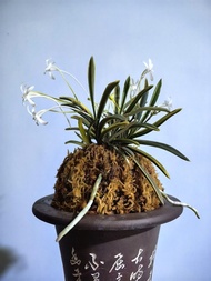 富貴蘭 ~ 西出都