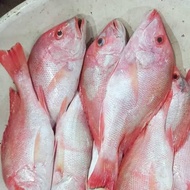 Kakap Merah Jumbo Size 5kg Up / Kakap Merah Super Jumbo / Kakap Merah / JABODETABEK